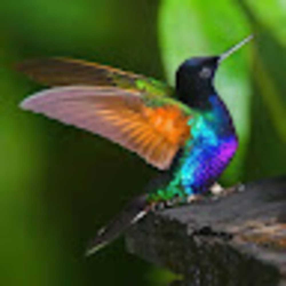 Meet your Posher, Grace